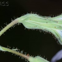 Blue-sow-thistle